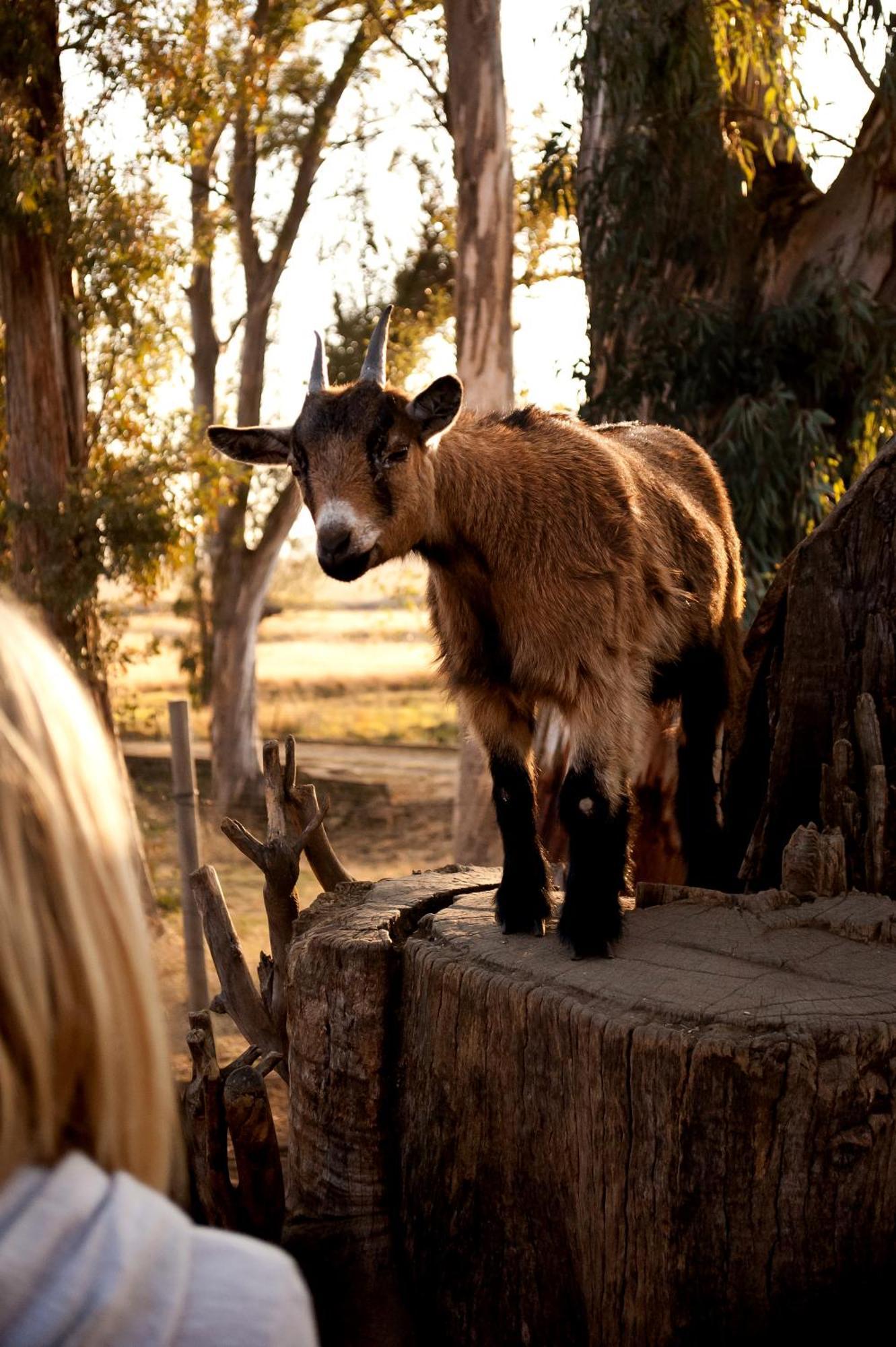 Dalmore Guest Farm Бергвил Екстериор снимка